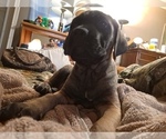 Small Photo #12 Cane Corso Puppy For Sale in MEDARYVILLE, IN, USA