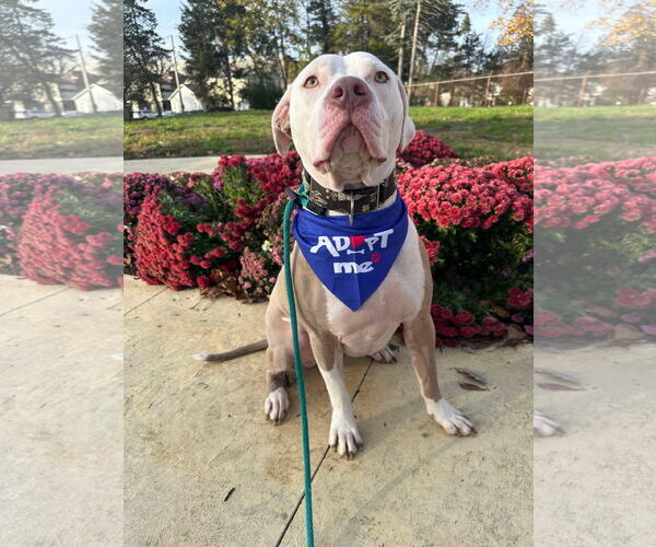 Medium Photo #9 American Pit Bull Terrier-Unknown Mix Puppy For Sale in Germantown, OH, USA