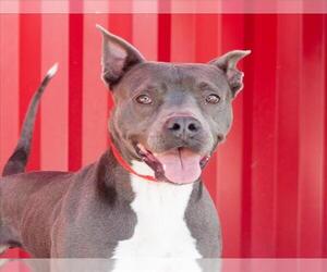 RAYA - Female Mutt Dog for Adoption - Photo #2