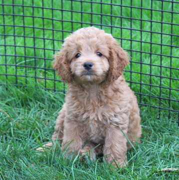 Medium Photo #1 Cocker Spaniel-Poodle (Miniature) Mix Puppy For Sale in GAP, PA, USA