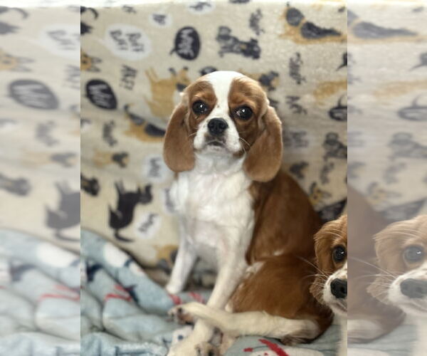 Medium Photo #1 Cavalier King Charles Spaniel Puppy For Sale in Sioux Falls, SD, USA
