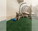 Puppy 1 French Bulldog