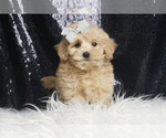 Small #2 Maltipoo