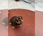 Small Photo #2 Bulldog Puppy For Sale in GARDEN GROVE, CA, USA