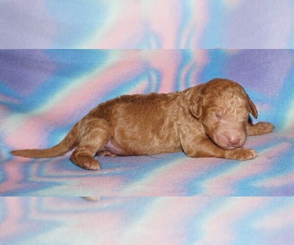 Medium Photo #1 Labradoodle Puppy For Sale in LA HABRA, CA, USA