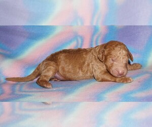 Labradoodle Puppy for Sale in LA HABRA, California USA