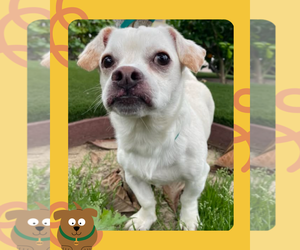 Beagle-Chihuahua Mix Dogs for adoption in Victorville, CA, USA