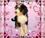 Small #6 Bernedoodle