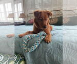 Small #1 Retriever  Mix