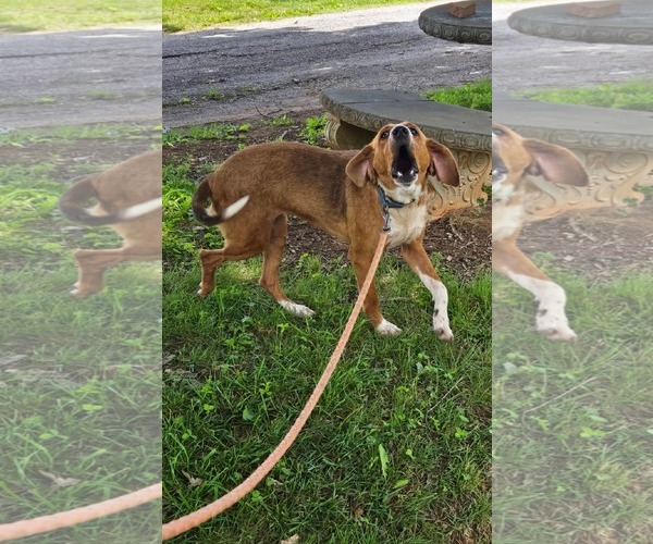 Medium Photo #8 Retriever -Unknown Mix Puppy For Sale in Rustburg, VA, USA