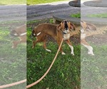 Small #7 Retriever  Mix