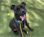 Small #1 Mastiff Mix