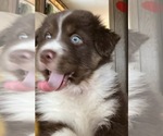 Small Photo #6 Australian Shepherd Puppy For Sale in MERCER, WI, USA