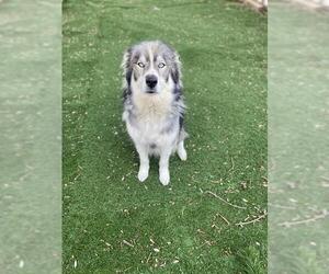 Siberian Husky Dogs for adoption in Fremont, CA, USA