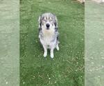 Small Siberian Husky