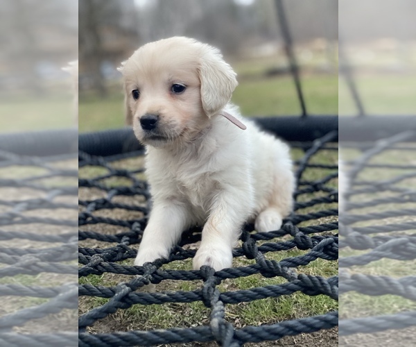 View Ad: Golden Retriever Puppy for Sale near Indiana ...