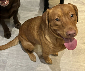 Mother of the Labrador Retriever puppies born on 05/02/2025