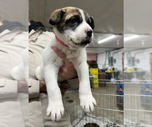 Mastiff-Unknown Mix Dogs for adoption in Calgary, Alberta, Canada