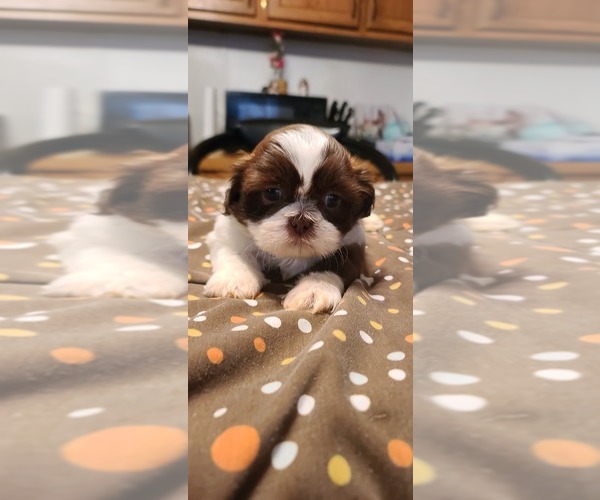 Medium Photo #16 Shih Tzu Puppy For Sale in BELLEVILLE, MI, USA