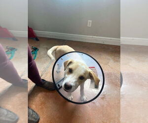 Labrador Retriever-Unknown Mix Dogs for adoption in Bolivar, MO, USA