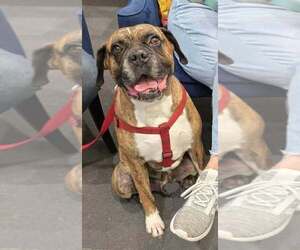Bruno VII - Male Boxer Dog for Adoption - Photo #2