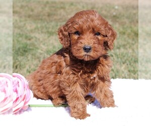 Goldendoodle-Poodle (Miniature) Mix Puppy for sale in EPHRATA, PA, USA