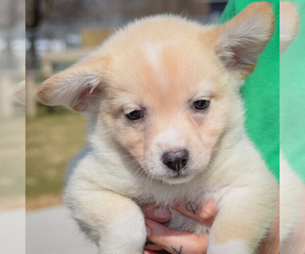Medium Photo #5 Chihuahua-Unknown Mix Puppy For Sale in Huntley, IL, USA