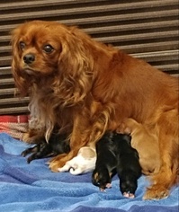 Mother of the Cavalier King Charles Spaniel puppies born on 05/25/2017