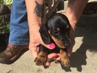 Small Photo #3 Dachshund Puppy For Sale in KINGSLAND, TX, USA