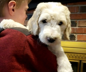 Bernedoodle Puppy for sale in COLUMBIA, MO, USA
