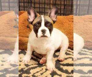 French Bulldog Puppy for sale in HUDSON, CO, USA