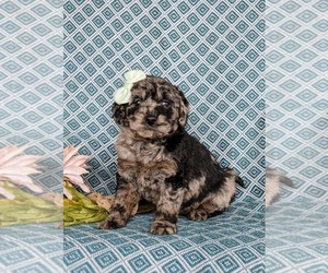 Miniature Labradoodle Puppy for sale in QUARRYVILLE, PA, USA