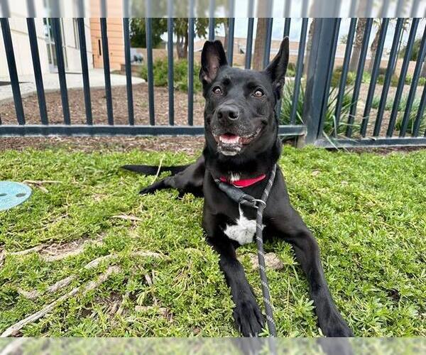 Medium Photo #2 German Shepherd Dog Puppy For Sale in Orange, CA, USA