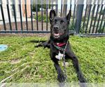 Small #1 German Shepherd Dog