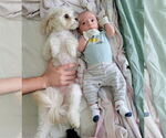 Small #5 Cavapoo