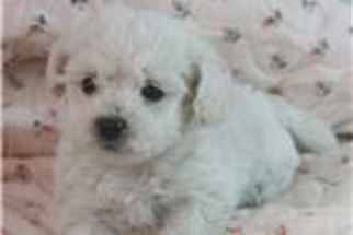 Bichon Frise Puppy for sale in SOUTH BAY, FL, USA