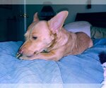 Small Photo #2 Dorgi Puppy For Sale in Arlington, WA, USA