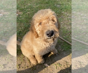 Goldendoodle Puppy for sale in LOMA LINDA, CA, USA