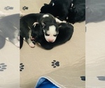 Small Photo #6 Siberian Husky Puppy For Sale in BAKERSFIELD, CA, USA