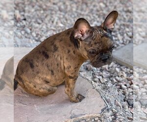 French Bulldog Puppy for sale in TUCSON, AZ, USA