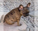 Small Photo #1 French Bulldog Puppy For Sale in TUCSON, AZ, USA