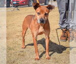 Small #2 German Pinscher-Jack Russell Terrier Mix