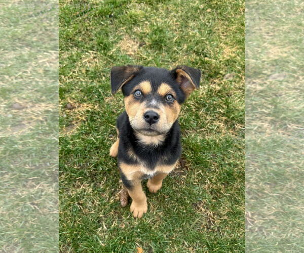 Medium Photo #1 Mutt Puppy For Sale in Sandy, UT, USA