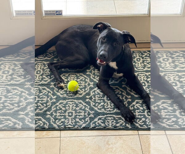Medium Photo #1 Labrador Retriever-Unknown Mix Puppy For Sale in San Diego, CA, USA
