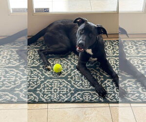 Labrador Retriever-Unknown Mix Dogs for adoption in San Diego, CA, USA