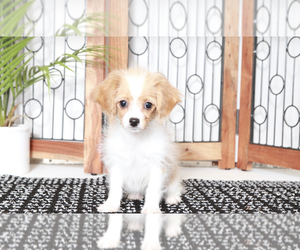 Cavapoo Puppy for sale in NAPLES, FL, USA