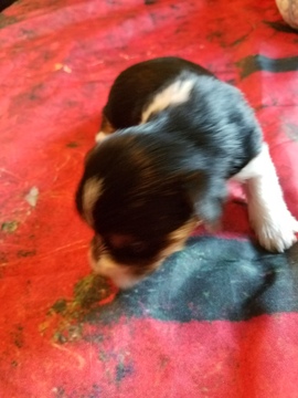 Medium Photo #3 Yorkshire Terrier Puppy For Sale in HUDDLESTON, VA, USA