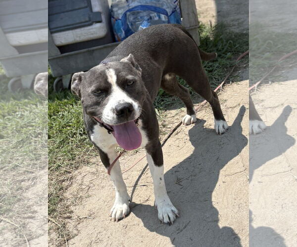 Medium Photo #7 American Pit Bull Terrier Puppy For Sale in Virginia Beach, VA, USA