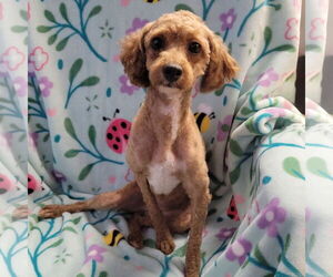 Poodle (Miniature) Dogs for adoption in FAIRLAWN, OH, USA