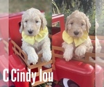 Small Photo #7 Labradoodle Puppy For Sale in LAKE PARK, GA, USA